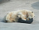 Медведи ижевского зоопарка спасаясь от  жары грызут лед