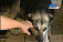 Видео-новость: в районе  ж/д-вокзала в Ижевске дрессированная собака растерзала дворнягу