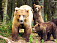 Трех заразных медведей застрелили в Удмуртии 
