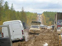 В  пробке на трассе М-53 погибает  табун породистых скакунов