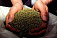 Около 2 килограмм марихуаны изъято в Ижевске
