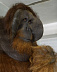 Орангутанг Рон поселился в ижевском зоопарке