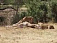 Детеныша жирафа скормили льву в Калининградском зоопарке на глазах посетителей