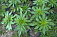 Более килограмма марихуана нашли у ижевчанина: мужчина выращивал растение в пригородном лесу