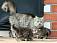 Бешеные кошки не пробрались на выставку в Сарапуле