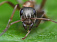 Гигантские муравьи облюбовали зоопарк Удмуртии