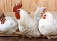 Ввоз куриного мяса из Нидерландов запрещен в Удмуртию