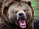 Медведь съел двух  туристов на Камчатке