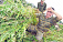 Более 3 кило конопли собрал на заброшенной ферме житель Удмуртии 