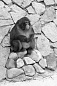 К двухлетию в ижевском зоопарке появится коллекция обезьянок