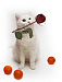 На выставке кошек в Ижевске будет царить «мандариновое настроение»