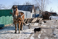 В Удмуртии автомобилист сбил запряженную лошадью повозку: 3 человека в больнице