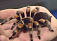 Немец отправил жителям США по почте 500 живых тарантулов