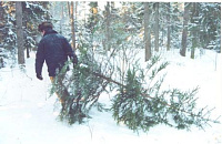 Елочные базары открылись  в Ижевске