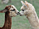 Пара альпак с белой и черной шерстью поселились в ижевском зоопарке