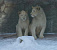 Единственные в России белые львы появились в зоопарке Удмуртии