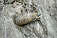 На набережной Сарапула откопали артиллерийский снаряд