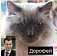 Дмитрий Медведев высказался по поводу котэ
