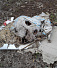 Коровьи головы обнаружены на газоне в Ижевске.