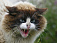 Двух бешеных лис и бешеного бродячего кота обнаружили в Удмуртии
