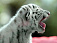 В Ижевском зоопарке новорожденного тигрёнка кормит коза
