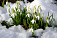 Весна в Удмуртию придет в середине марта 