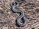 Специалисты прогнозируют рост числа укусов ядовитых змей в Удмуртии