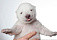 Видео: покоривший Интернет белый медвежонок Сику открыл глазки