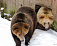 Двух медведей питерские фотографы заточили в гараже