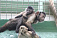 В зоопарке Удмуртии появилась на свет обезьянка из семейства бурых капуцинов