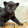 Детеныш ягуара появился в Ижевском зоопарке