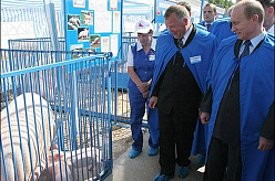 В Ижевске Путина повезли на свиноферму