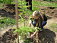 Ученики 28 сельских школ посадят лес в Удмуртии