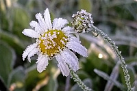 Заморозки, опасные для сельхозкультур, ожидаются в Удмуртии