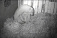 Белая медведица зоопарка Ижевска родила двойняшек