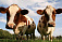 Поголовье коров сократилось в четырех районах Удмуртии