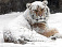 В Ижевске появятся снежные клоны обитателей зоопарка