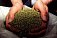 Килограмм марихуаны изъяли у жителя Сарапула