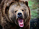 Медведь на Камчатке взял под контроль детский сад