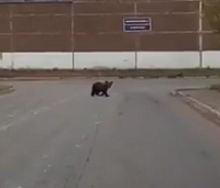 По Ижевску разгуливает медвежонок