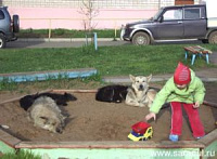 В ижевских дворах на глазах у детей отстреливают собак