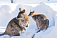 Кенгуру в Ижевском зоопарке вышли погулять по снегу
