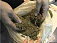В булочную США по ошибке доставили 272 килограмма марихуаны
