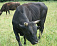 В Удмуртии бык насмерть забодал сторожа фермы