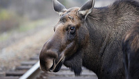 После ДТП на железной дроге в Можгинском районе нашли погибшего лося