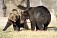 Три осиротевших медвежонка поселились в ижевском зоопарке