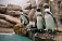 В зоопарке Удмуртии в этом году появятся пингвины
