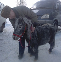  Животных в Ижевске привили от сибирской язвы 