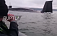 Восхищенным матом встретили рыбаки всплывшую рядом с ними подводную лодку