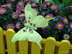 Бабочки искусственные, зато цветы - настоящие